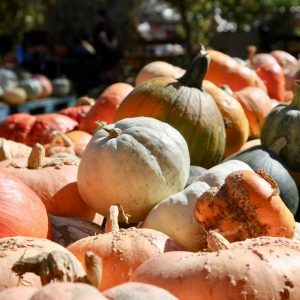 where-to-pick-a-pumpkin-near-gloucester-township-in-2022-–-patch